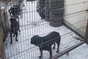 Cei doi Rottweileri care au rătăcit prin Suceava au ajuns în cele din urmă la casa lor, cu ajutorul Jandarmeriei și a celor de la Adăpostul Public