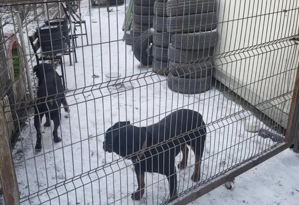 Cei doi Rottweileri care au rătăcit prin Suceava au ajuns în cele din urmă la casa lor, cu ajutorul Jandarmeriei și a celor de la Adăpostul Public