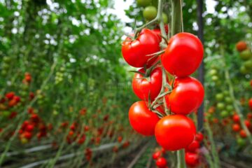 Tehnologii agricole de top, prezentate la „Simpozionul Fermierului Informat”, ediția I