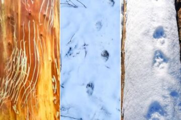 Urme lăsate de urs, bursuc și un râs la OS Frasin