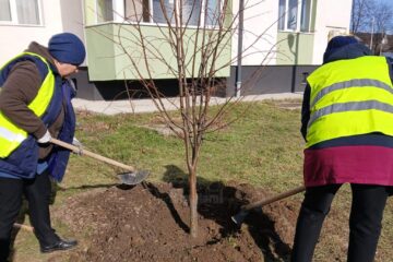 Plantarea a 2000 de arbori și arbuști a fost demarată pe 5 martie în municipiul Suceava