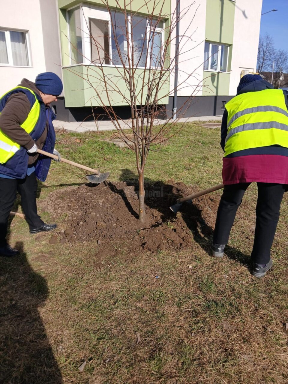 Plantarea a 2.000 de arbori și arbuști a fost demarată pe 5 martie în municipiul Suceava