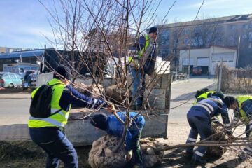 Plantarea a 2.000 de arbori și arbuști a fost demarată pe 5 martie în municipiul Suceava
