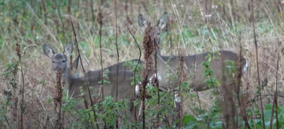 Două căprioare, ucise după ce au fost lovite de o mașină