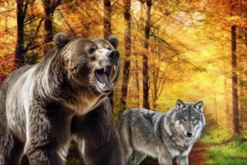 Efectivele de urs, lup, râs și pisică sălbatică sunt în curs de evaluare în județul Suceava