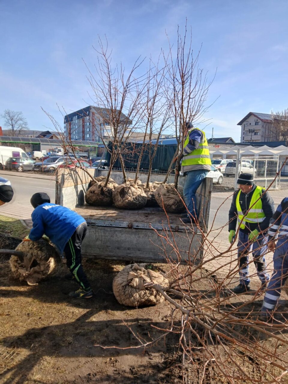 Aproape 1.100 de arbori și arbuști ornamentali au fost plantați pentru înfrumusețarea Sucevei