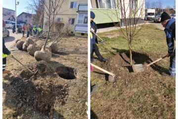 Aproape 1.100 de arbori și arbuști ornamentali au fost plantați pentru înfrumusețarea Sucevei