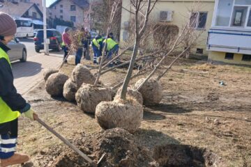Campania de plantare de arbori și arbuști în municipiul Suceava - primăvara 2025