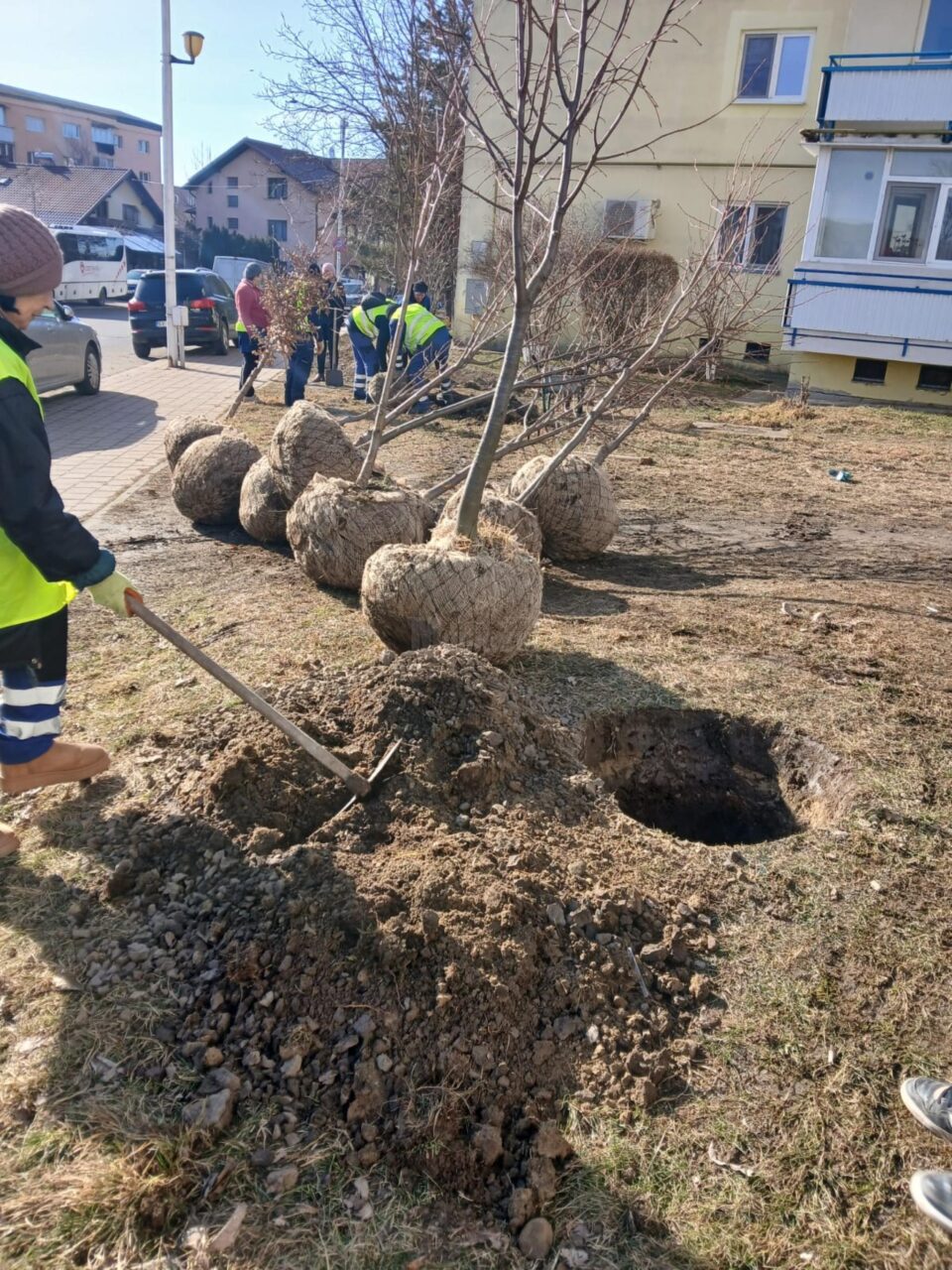 Campania de plantare de arbori și arbuști în municipiul Suceava - primăvara 2025