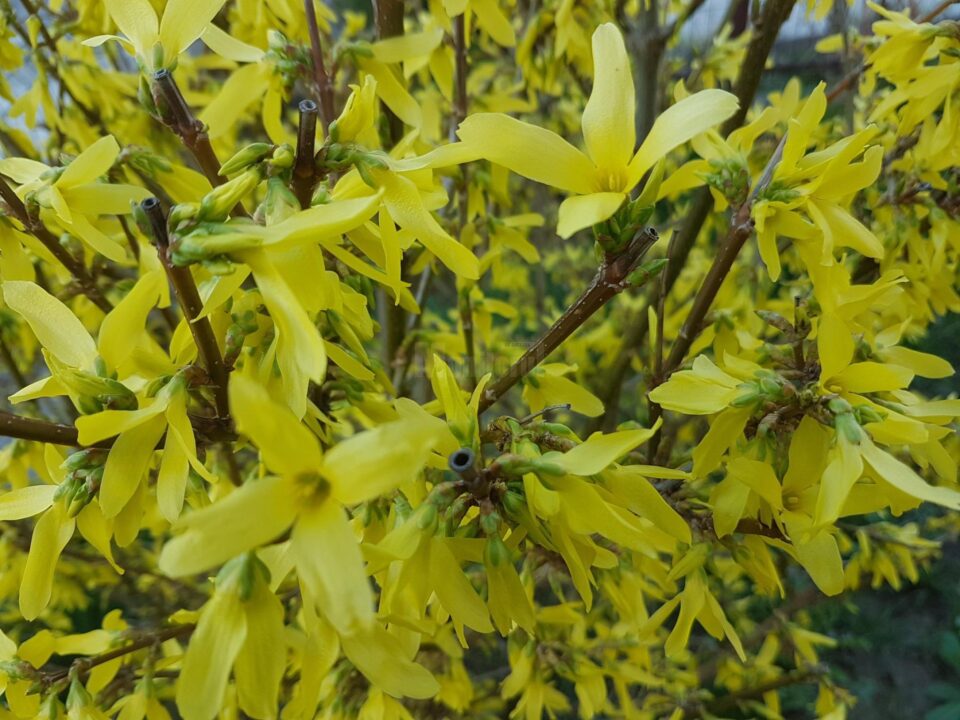 Ploaie de aur (Forsythia intermedia), una dintre speciile plantate în această primăvară în municipiul Suceava