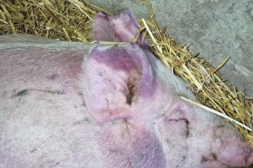 Porc mort de pestă porcină