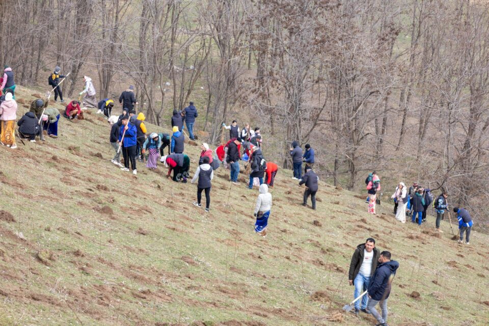 Peste 5000 de puieți de copaci au fost plantați la Udești