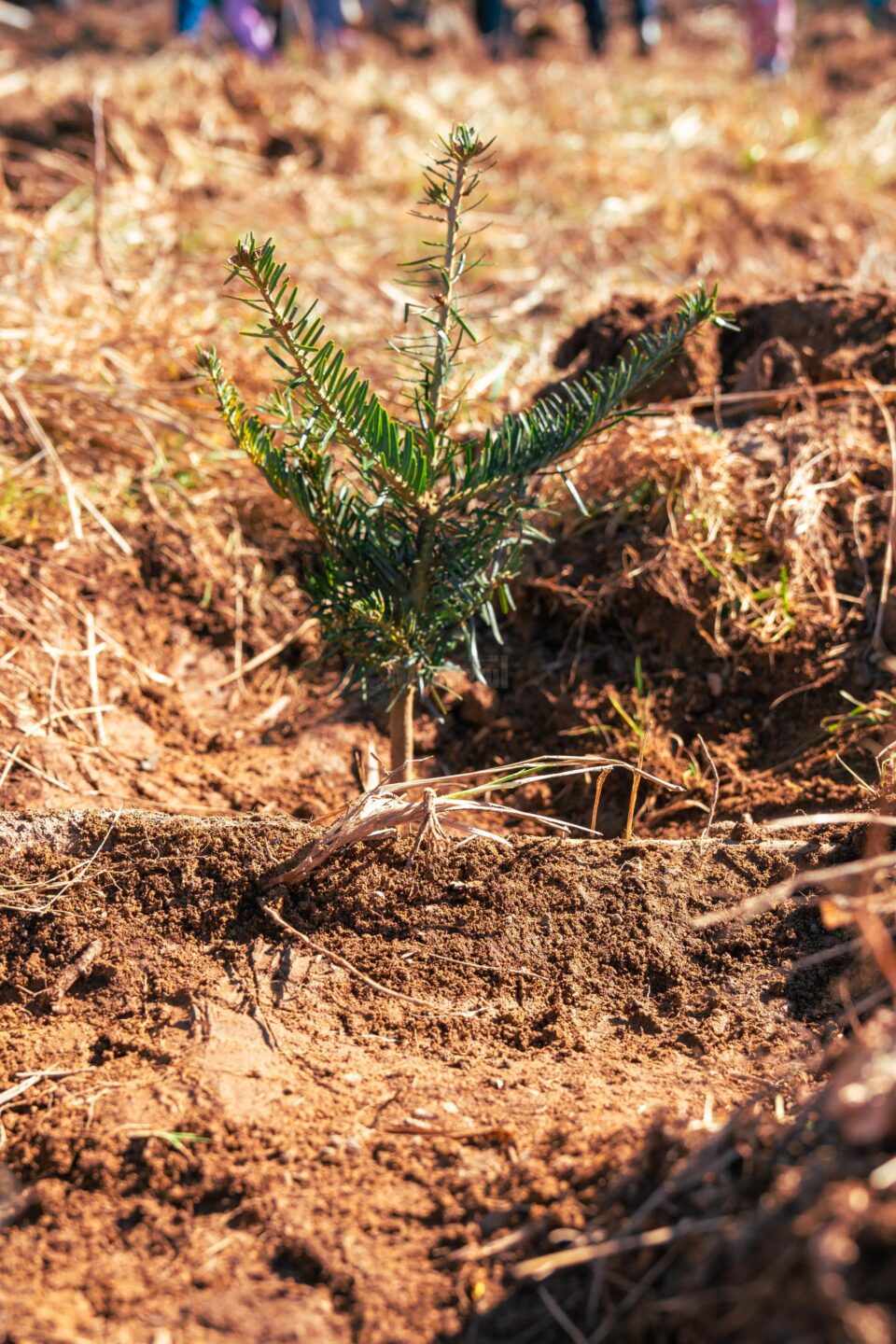 Direcția Silvică Suceava plantează aproape 5 milioane de puieți de arbori