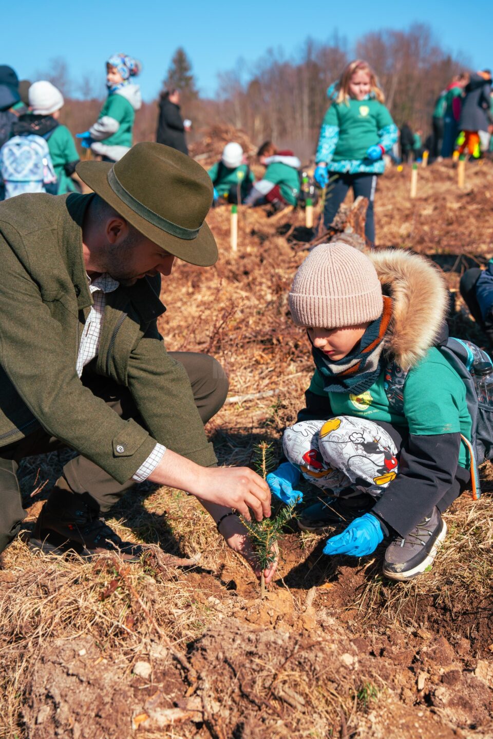 Direcția Silvică Suceava plantează aproape 5 milioane de puieți de arbori