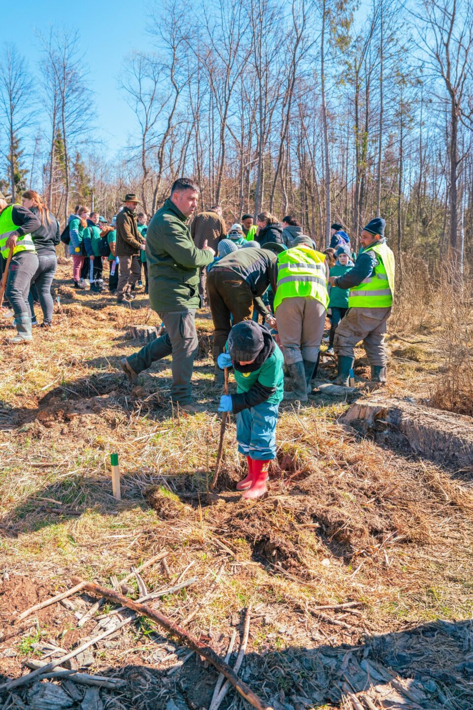Direcția Silvică Suceava plantează aproape 5 milioane de puieți de arbori
