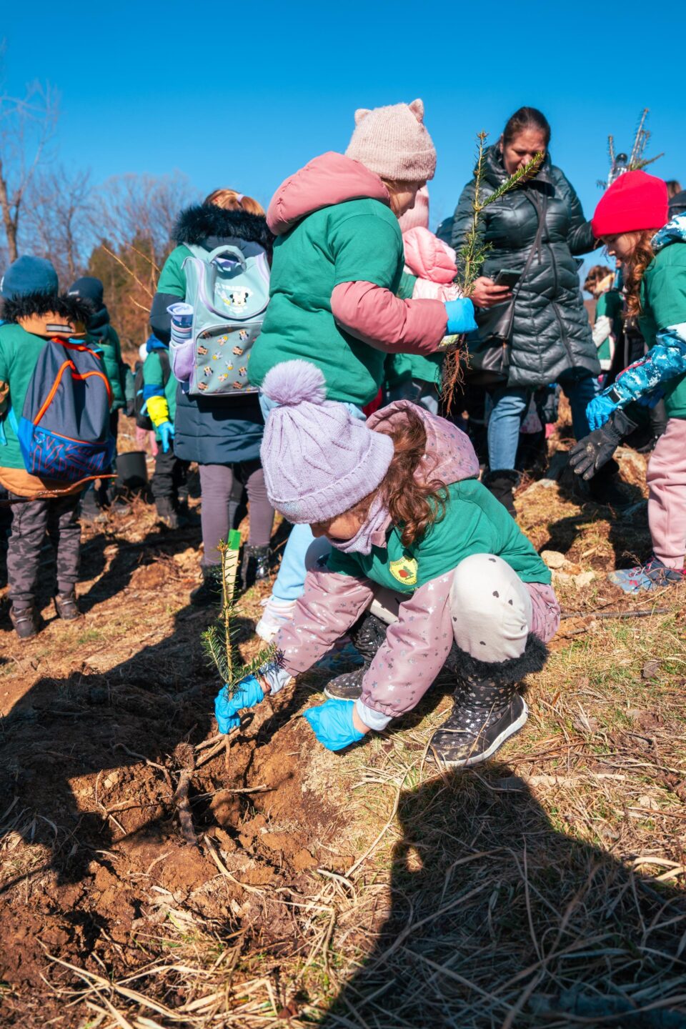 Direcția Silvică Suceava plantează aproape 5 milioane de puieți de arbori