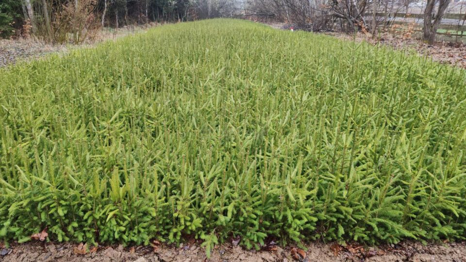 Puieți de arbori produși în pepinierele proprii ale Direcției Silvice Suceava, folosiți la regenerarea suprafețelor forestiere 1