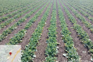 Monitorizare în teren a culturilor a Direcției Agricole Suceava