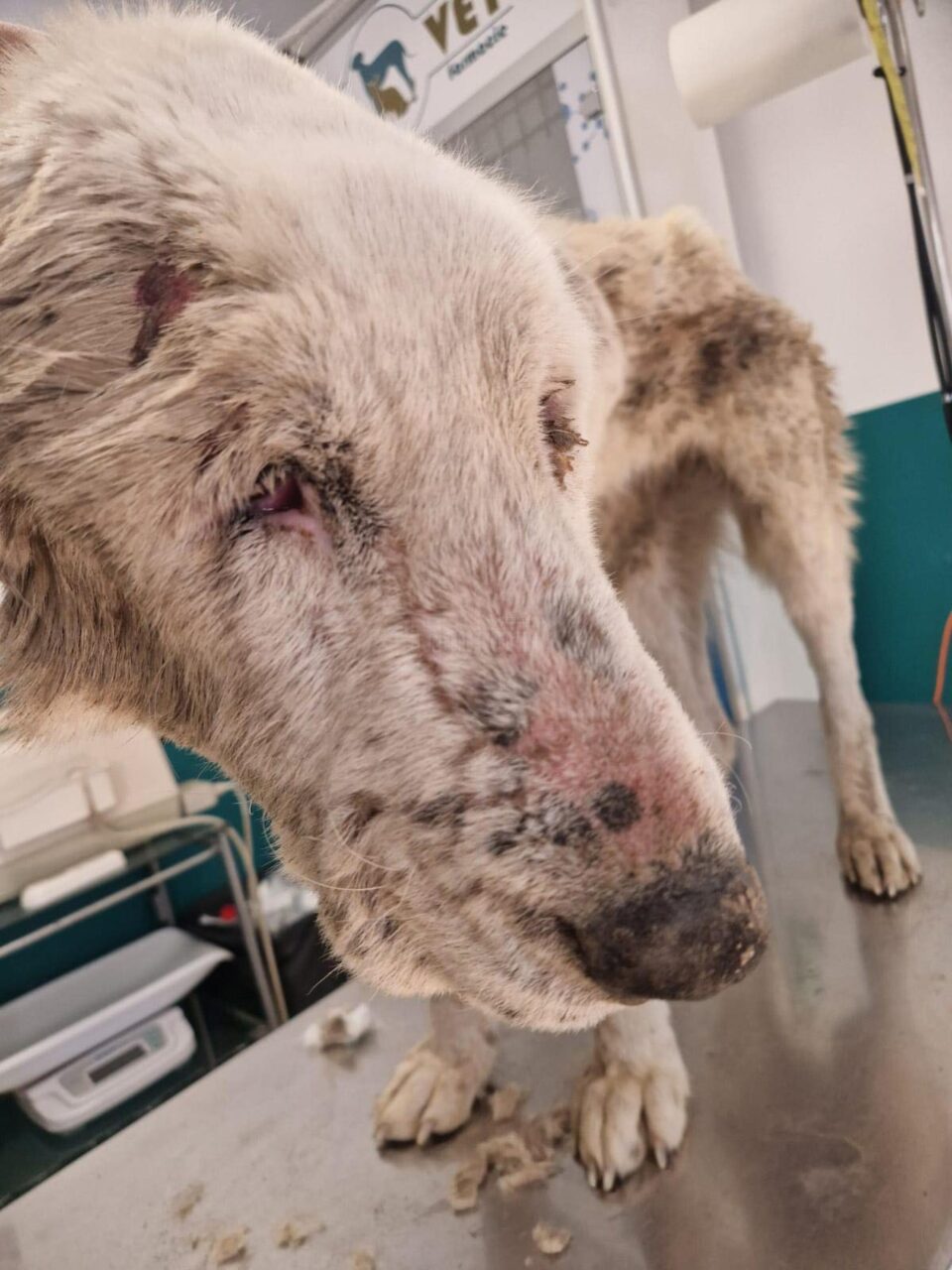 Cruzime care strânge în spate la un băiat de 14 ani: a legat o cățea de o căruță și a târât-o pe drum