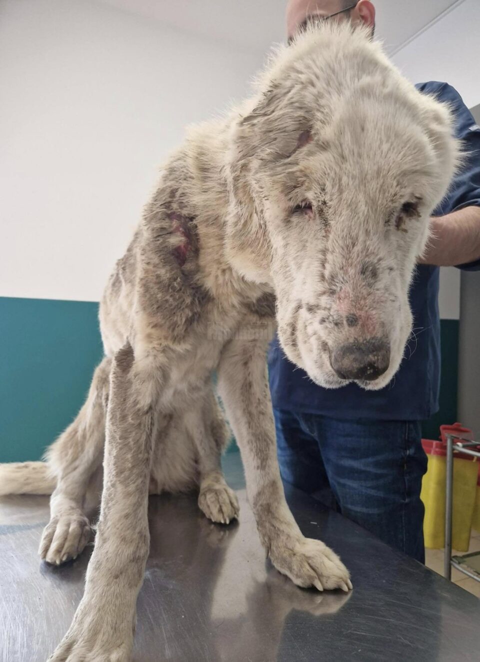 Cruzime care strânge în spate la un băiat de 14 ani: a legat o cățea de o căruță și a târât-o pe drum