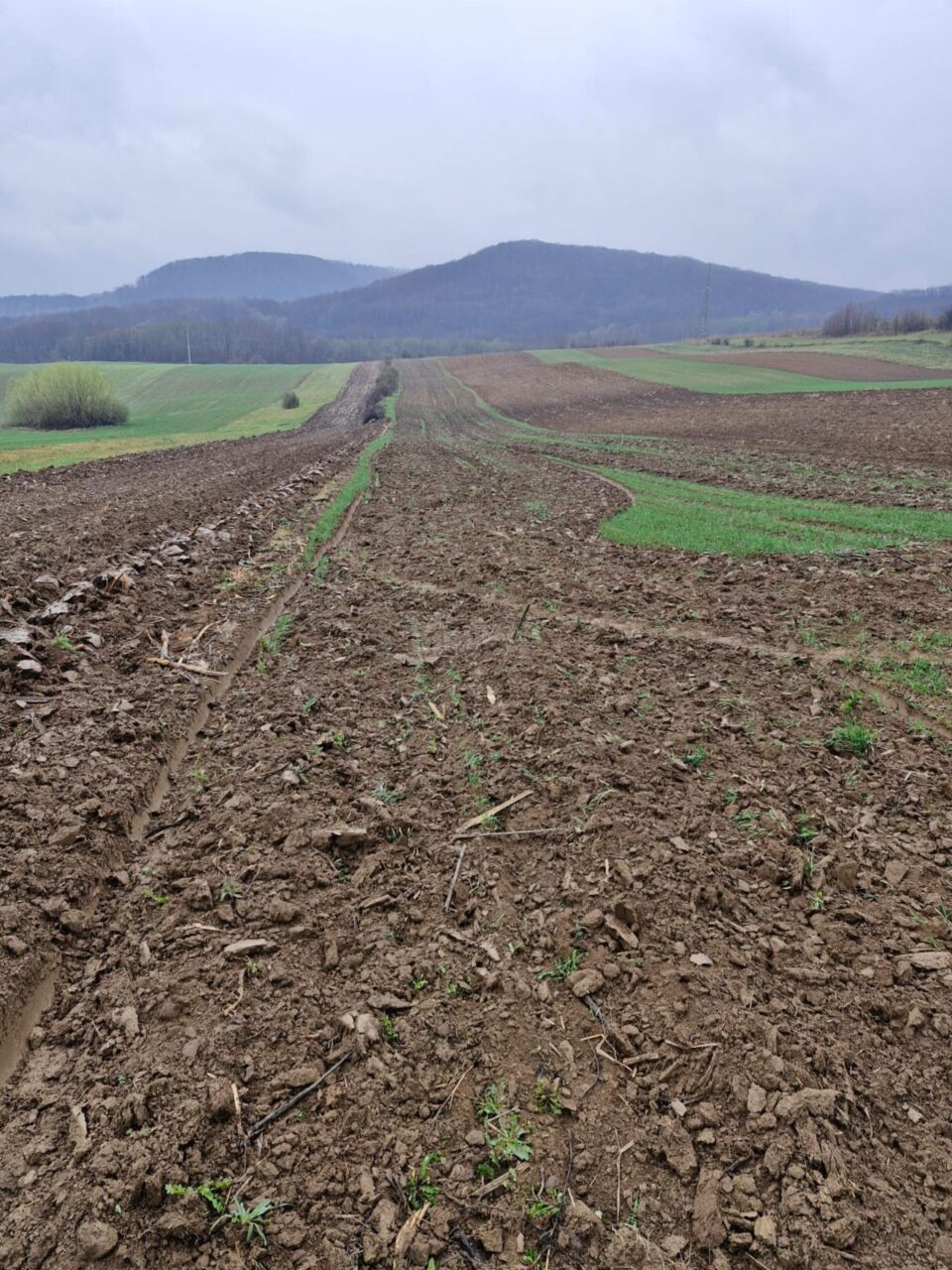 Culturi întinse de grâu, distruse intenționat într-o acțiune de răzbunare