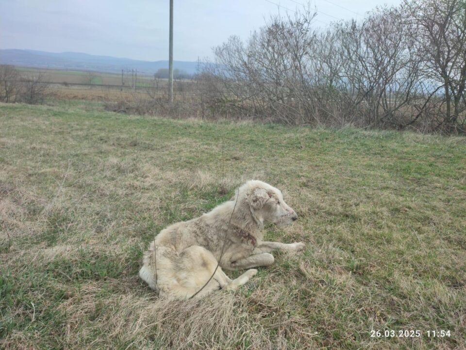 Cruzime care strânge în spate la un băiat de 14 ani: a legat o cățea de o căruță și a târât-o pe drum