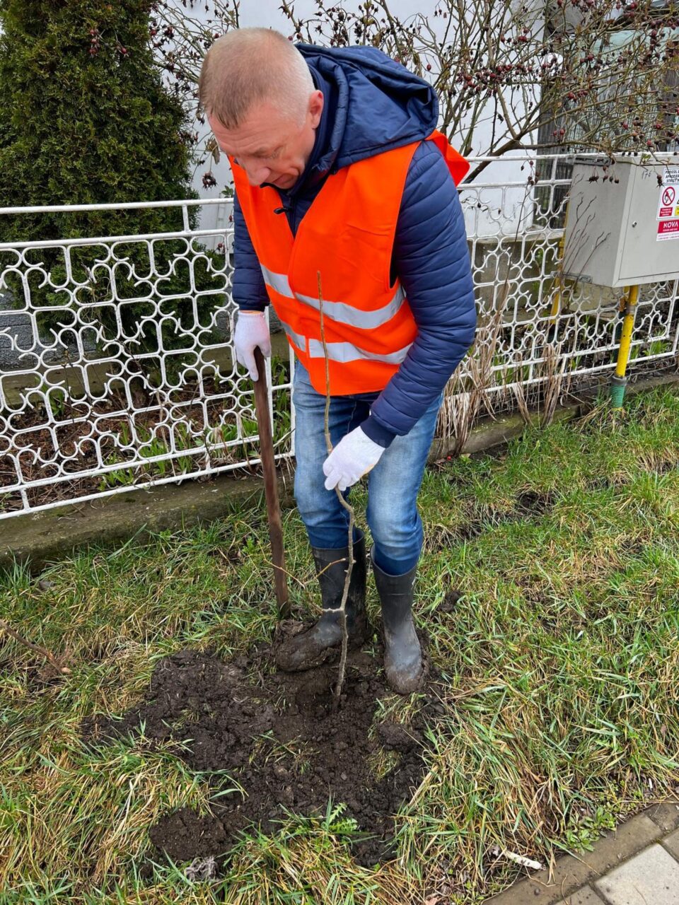 600 de puieți de tei au fost plantați în mai multe zone din comuna Moara