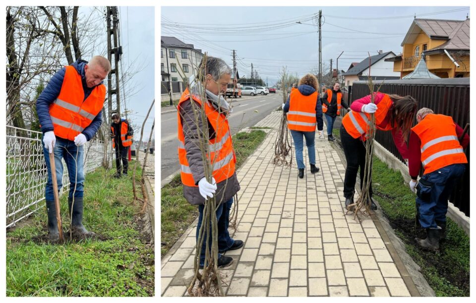 600 de puieți de tei au fost plantați în mai multe zone din comuna Moara