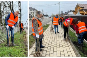600 de puieți de tei au fost plantați în mai multe zone din comuna Moara