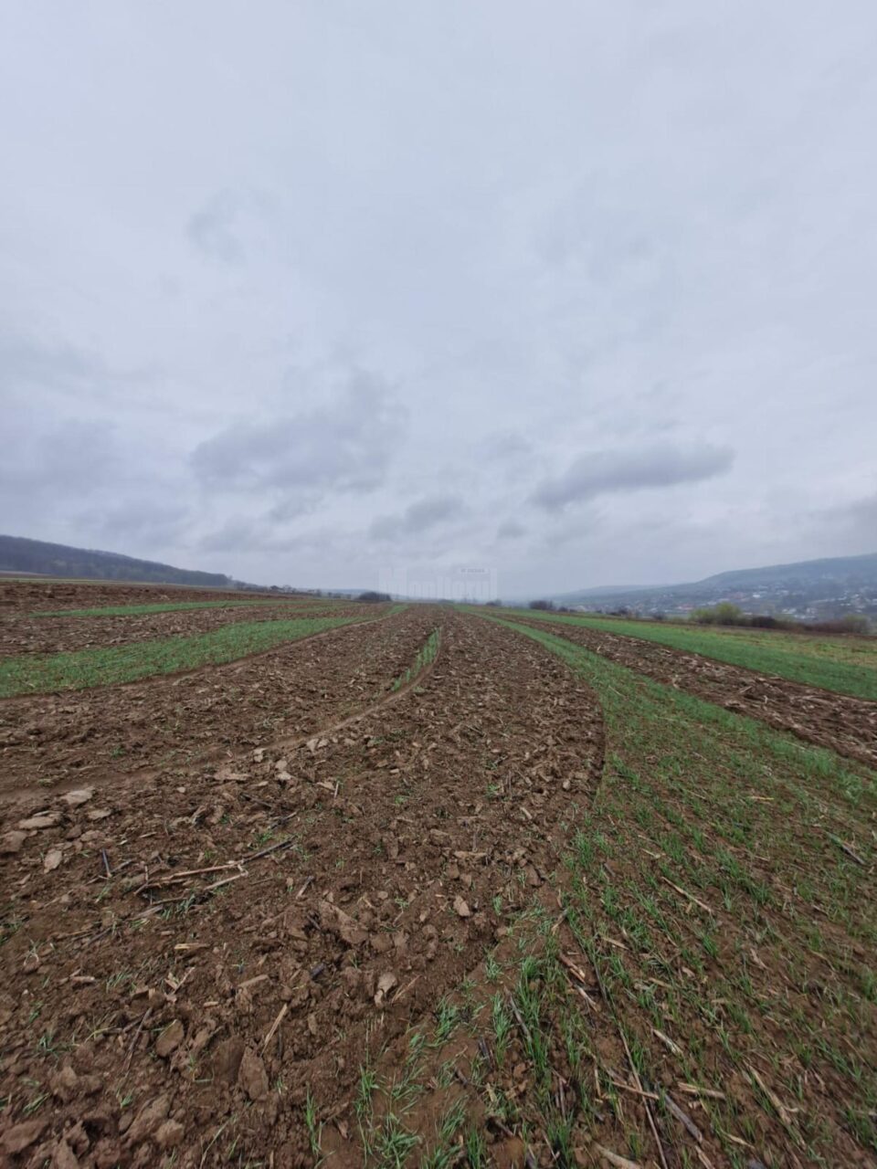 Culturi întinse de grâu, distruse intenționat într-o acțiune de răzbunare: „E mare păcat la Dumnezeu”