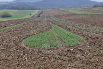 Culturi întinse de grâu, distruse intenționat într-o acțiune de răzbunare: „E mare păcat la Dumnezeu”