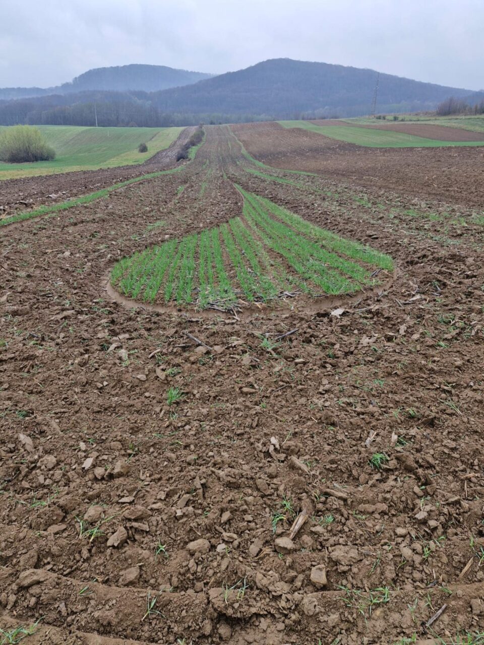 Culturi întinse de grâu, distruse intenționat într-o acțiune de răzbunare: „E mare păcat la Dumnezeu”