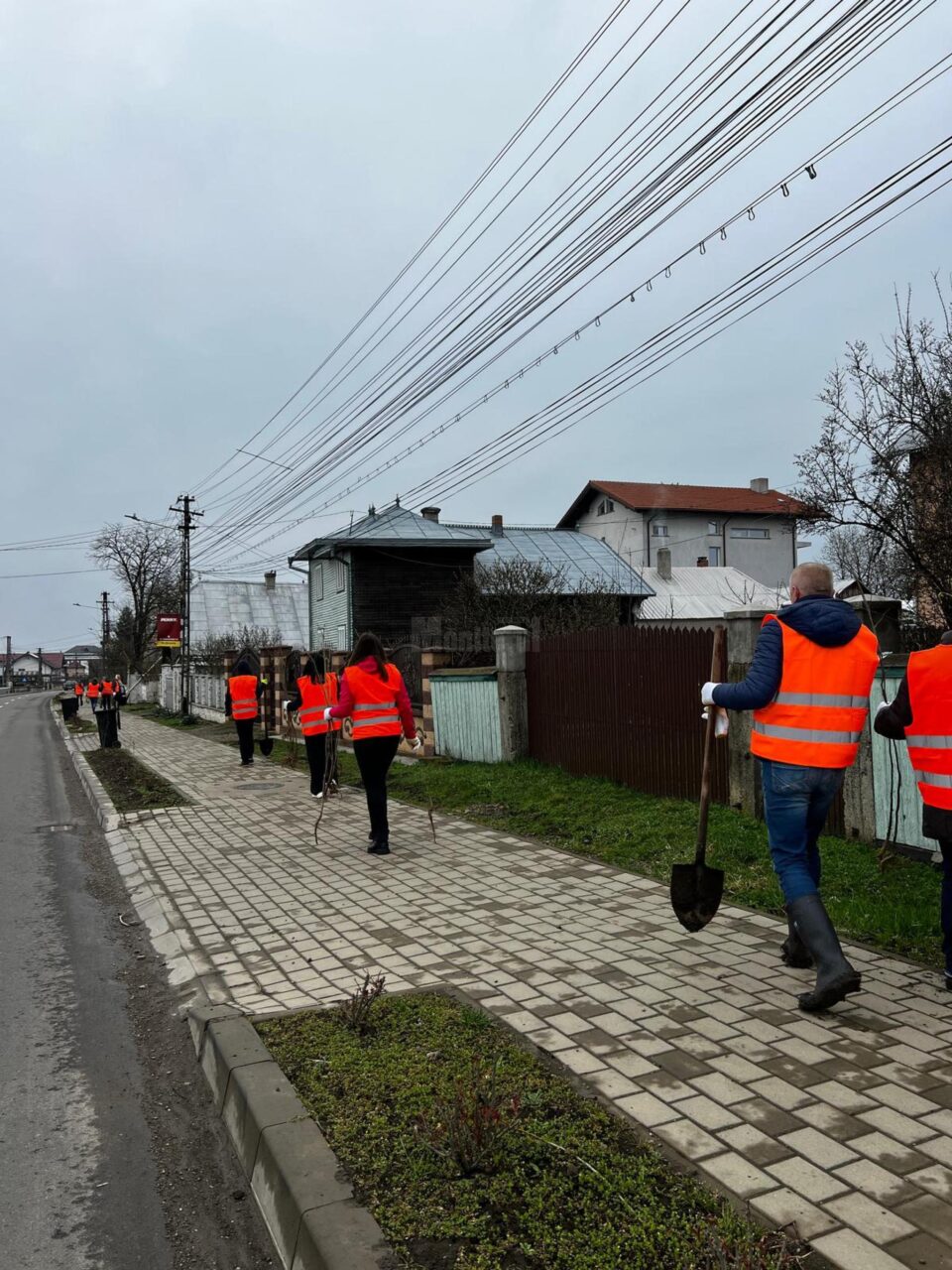 600 de puieți de tei au fost plantați în mai multe zone din comuna Moara