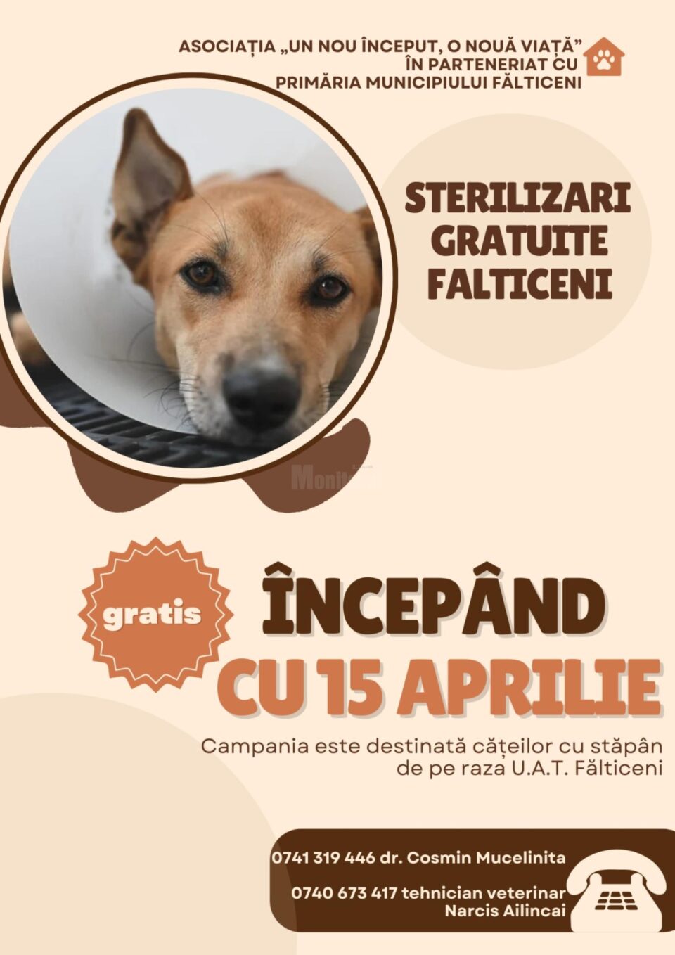 La Fălticeni, campanie de sterilizare gratuită a câinilor cu stăpân