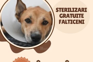 La Fălticeni, campanie de sterilizare gratuită a câinilor cu stăpân