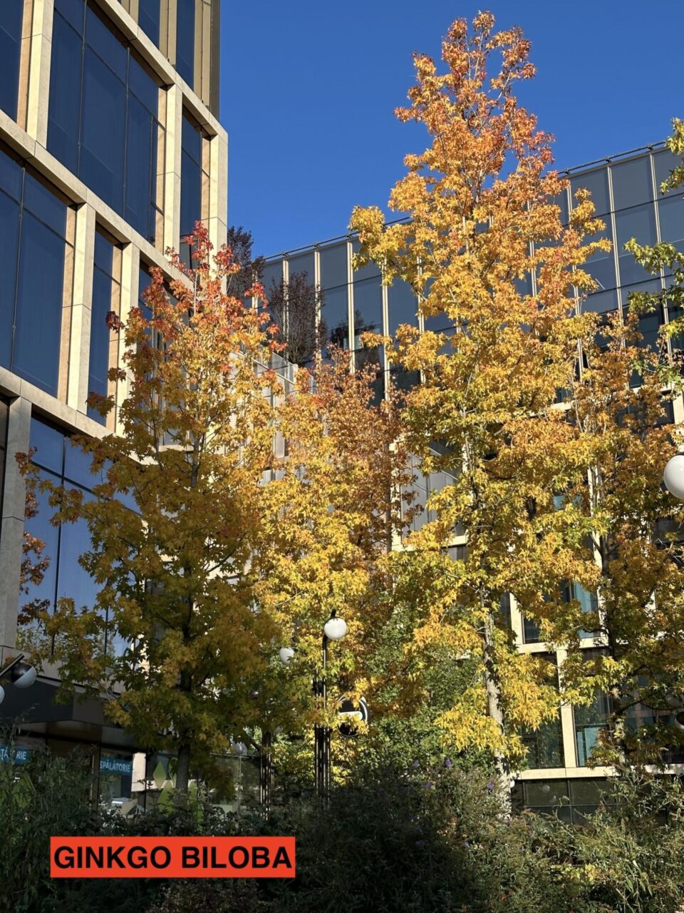 Ginkgo Biloba