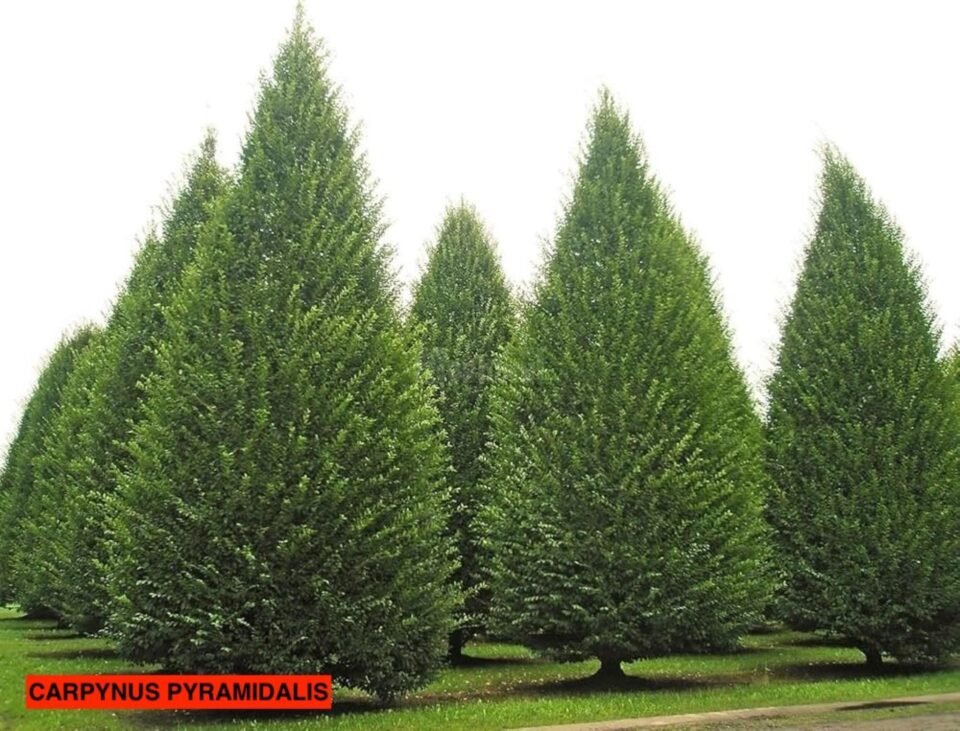 Carpinus Pyramidalis