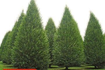 Carpinus Pyramidalis