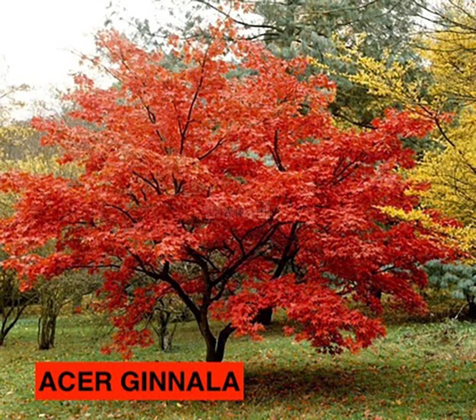 Acero Ginnala