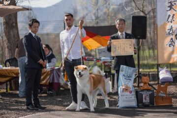 Adrian Saghin din Vatra Moldoviței a obținut cu patrupedul Okumo titlul european la un concurs dedicat rasei Akita