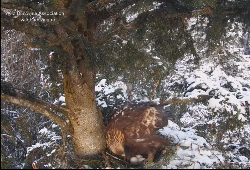 Cuibul de acvilă de munte unde au fost depuse trei ouă, în luna martie 2025