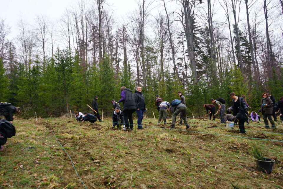 Plantare de arbori la Ocolul Silvic Bisericesc Ilișești, cu voluntarii din ATOS