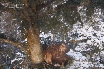 Cuibul de acvilă de munte unde au fost depuse trei oua, în luna martie 2025