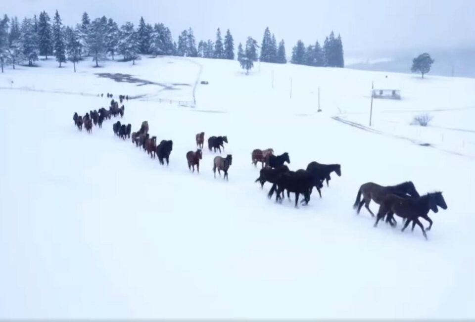 Cai Huțuli la Lucina