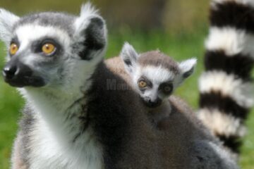 Lemurienii provin din Madagascar și sunt specie pe cale de dispariție