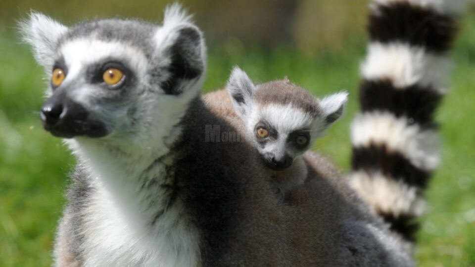 Lemurienii provin din Madagascar și sunt specie pe cale de dispariție