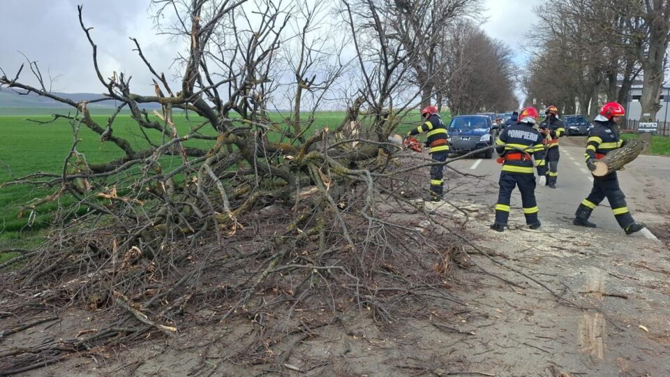 Vântul puternic a rupt arbori și cabluri electrice