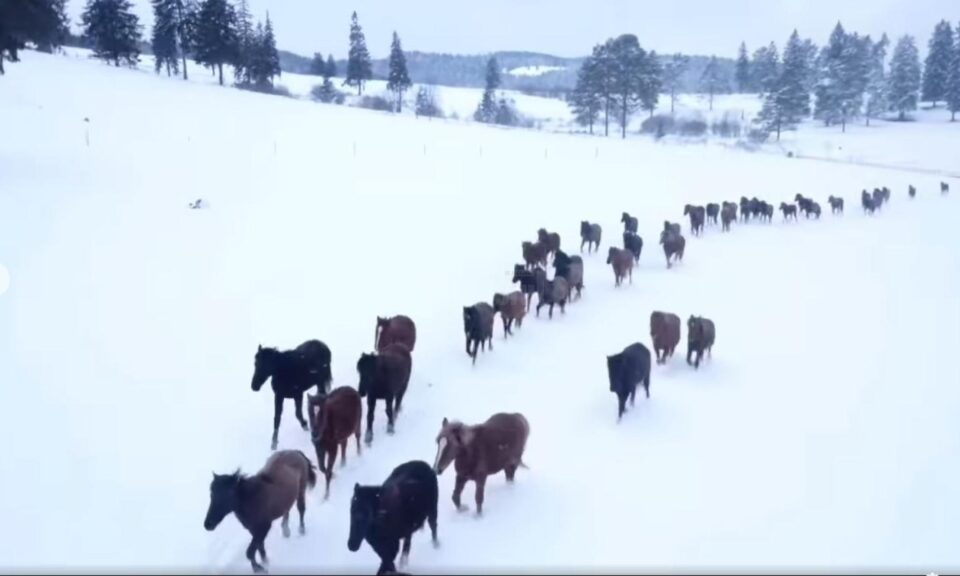 Cai Huțuli la Lucina