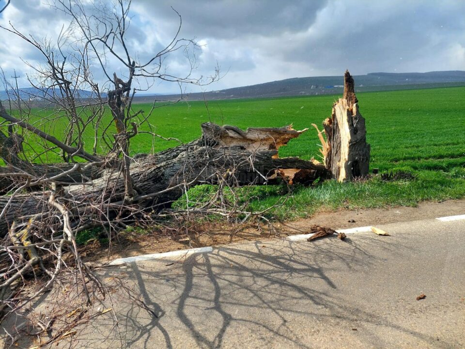 Vântul puternic a rupt arbori și cabluri electrice