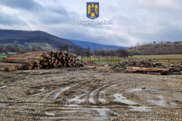 Zeci de infracțiuni imputate unui inginer silvic și unui pădurar, acuzați că „albeau” prin falsuri transporturi ilegale de lemn (fotografie generică)
